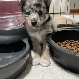 Pomsky Puppies from Michelle