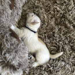 West Highland White Terrier Puppies from Roberts’ Westie Bleus