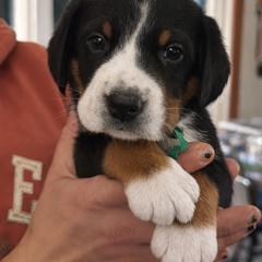 Green Collar Boy - Black, white and red male Greater Swiss Mountain Dog puppy in Knoxville, Maryland from Dahlgren Swissys