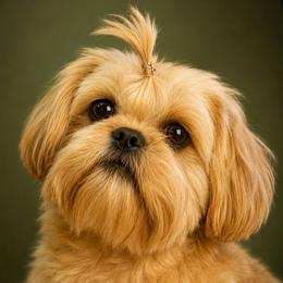 Sophie - Shih Tzu
