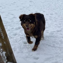 Junie - Australian Shepherd