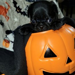 Green girl - Black female Pug puppy in Weirsdale, Florida from Splash of Color Pug's
