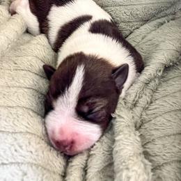 Miniature Schnauzer Puppies from Fancy Farms + Pups