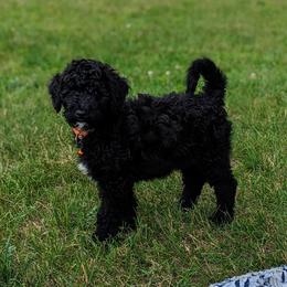Mary land - Goldendoodle puppy in Michigan from Happy Chaos Farm