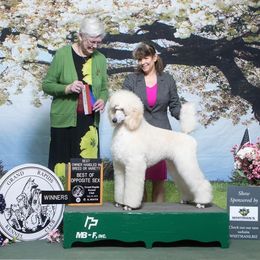 Bailey - Poodle