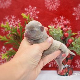 Blizzard - Silver male Chihuahua puppy in Bulls Gap, Tennessee from Smokey Mountain Chihuahuas
