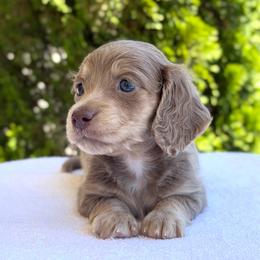 Dustin (NO BREEDING HOMES ALLOWED) - Fawn (isabella) and cream male Dachshund puppy in Fayetteville, North Carolina from RRD