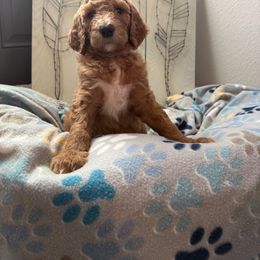 Goldendoodle Puppies from Daisy’s Doodles