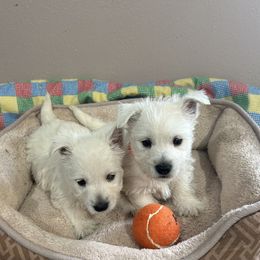 Bentley - White male West Highland White Terrier puppy in Park Rapids, Minnesota from Peggy’s Terriers