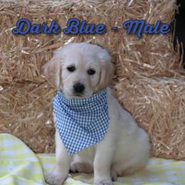 Golden Retriever Puppies from Valley County Goldens
