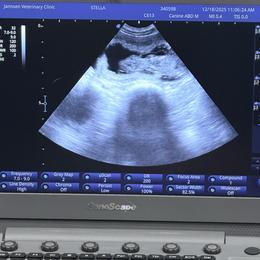 Goldendoodle puppies from Faithfully Yours Doodles