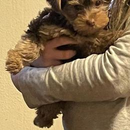 Yorkshire Terrier Puppies from Paw-Perfect Palace