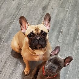 French Bulldogs from Showcase Frenchies LLC