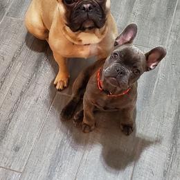 French Bulldogs from Showcase Frenchies LLC