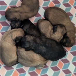 Lhasa Apso Puppies from Lots of Lhasa Love