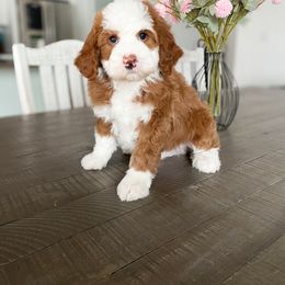 Bernedoodle and Cavapoo Puppies from Wonderful World Doodles