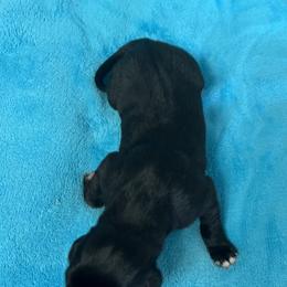 Black male - Black male Great Dane puppy in Bullhead City, Arizona from Colra Danes