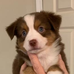 Miniature Australian Shepherd Puppies from Morgan Hill Aussies