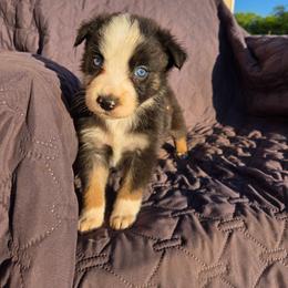 Natasha - Black tri-color female Australian Shepherd puppy in Abilene, Texas from S&K Aussies N' Rotties