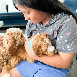 Bernedoodle, Goldendoodle, and Poodle Puppies from Teddy Doodles & Standard Poodles