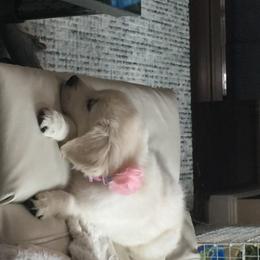 Golden Retriever Puppies from Chrysanthos Golden Retrievers