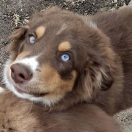 Miniature Australian Shepherd Puppies from Aussies Acre