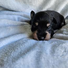 Harold - Black and silver male Miniature Schnauzer puppy in Crosby, Texas from Raisin' the Woof Schnauzers
