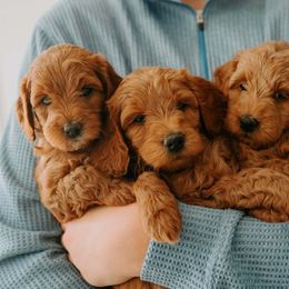 Goldendoodle Puppies from Patton Doodles
