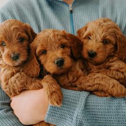 Goldendoodle Puppies from Patton Doodles