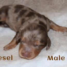Deisel - Dapple male Dachshund puppy in Paris, Texas from Kuttin’ Up Mini Aussies