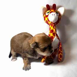Little Guy - Black and gold male Yorkshire Terrier puppy in Paris, Tennessee from Nolan’s Yorkie Farm