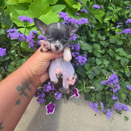 Violet - Blue and tan female Chihuahua puppy in Amity, Pennsylvania from Baxters Chihuahuas