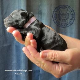 Purple Collar - Black female Goldendoodle puppy in Ocala, Florida from Dandy Doodles