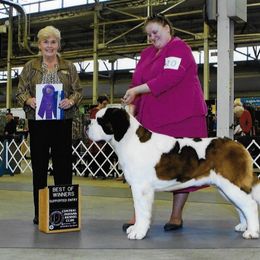 Saint Bernard All Grown Up from Somerset Saints