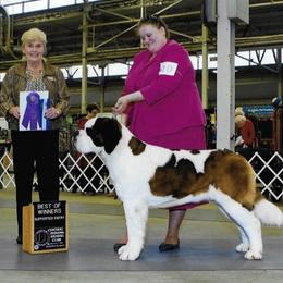 Saint Bernard All Grown Up from Somerset Saints