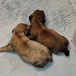 Dachshund Puppies from CLARK'S BREEDING PROGRAM