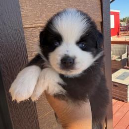 Charity - Black tri female Miniature Australian Shepherd puppy in Taylor, Arizona from Holy Ghost Ranch, Inc