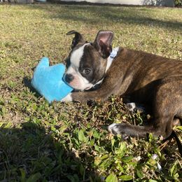 Boston Terrier Puppies from I Love Pups