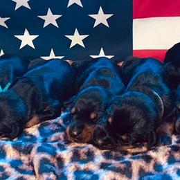Doberman Pinscher Puppies from Diamond Dobermans