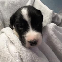 Otamatone - Black tri-color male Australian Shepherd puppy in Bennett, Colorado from Alolan Angel Aussies
