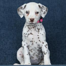 Girl 1 - female Dalmatian puppy in Cottage Grove, Oregon from Hidden Hills Dalmatians