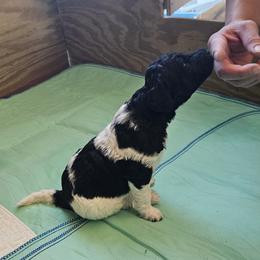 Sprinkles AKC small standard - Poodle puppy from Cuddley-Poods Moyen poodles