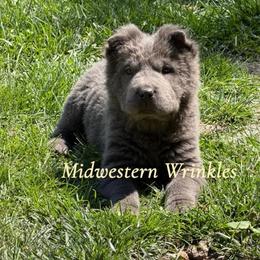 Sapphire - Blue dilute female Chinese Shar-Pei puppy in Auburn, Kansas from Justin's Chinese Shar-Pei