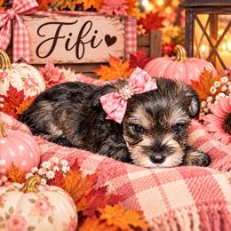 Puppy 3 - Black and white female Companion Cross puppy in Carriere, Mississippi from Sassy Schnauzers