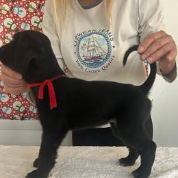 Red Boy - Black male Afghan Hound puppy in Ocala, Florida from Whirlaway's Ranch