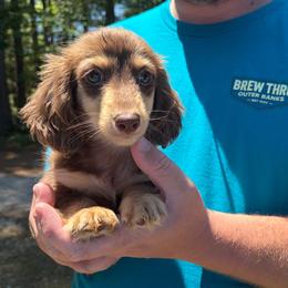 Boy 1 - Chocolate and cream male Dachshund puppy in Dinwiddie, Virginia from White Oak Kennels