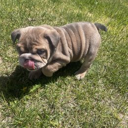 Bulldog Puppies from Kristina's Bulldogs