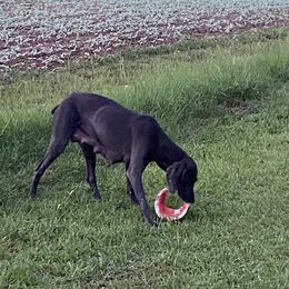 Weimaraner Puppies from Georgia Line Weimaraners