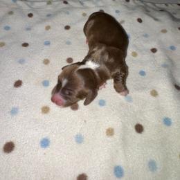 AKC female 4 - Chocolate and tan female Dachshund puppy in Knoxville, Tennessee from Thea's Puppies