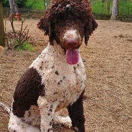 Goldendoodles from Chattahoochee Kennels